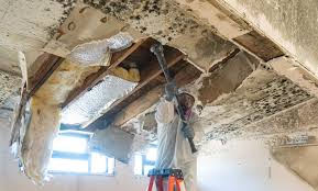 Why You Should Choose Our Mold Remediation Services in Earlington, KY